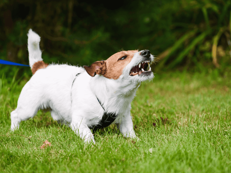 Excessive Barking in Dogs: Understanding the Reasons and How to Treat It