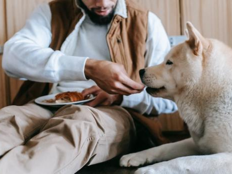 Canine Nutrition: What are the Right Foods to Feed Your Dog