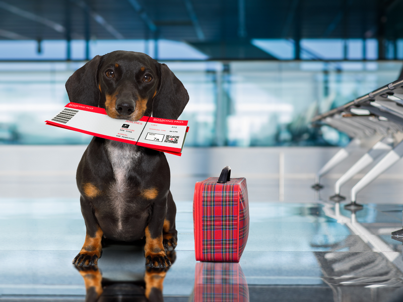 Do You Need A Passport For Your Dog