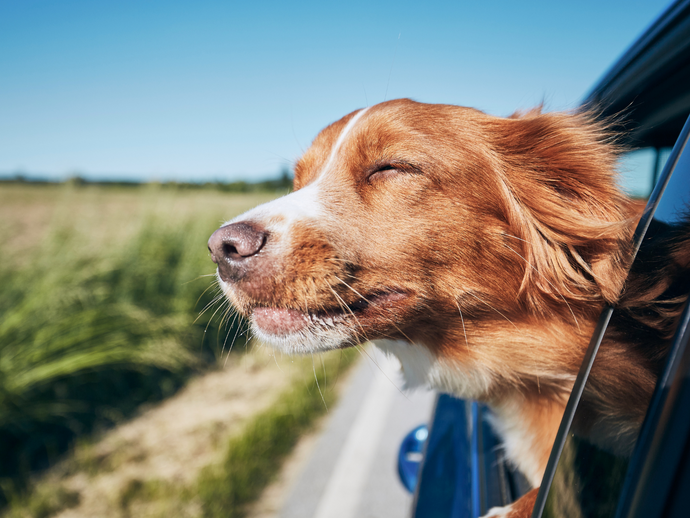 Essentials for Dogs During a Road Trip