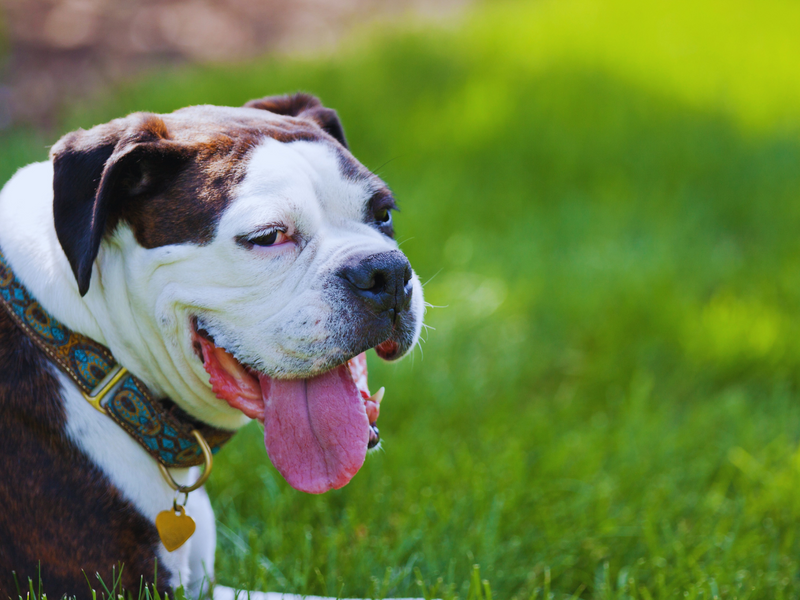 How To Identify If Your Dog Is Having A Heat Stroke And Tips On Preventing One