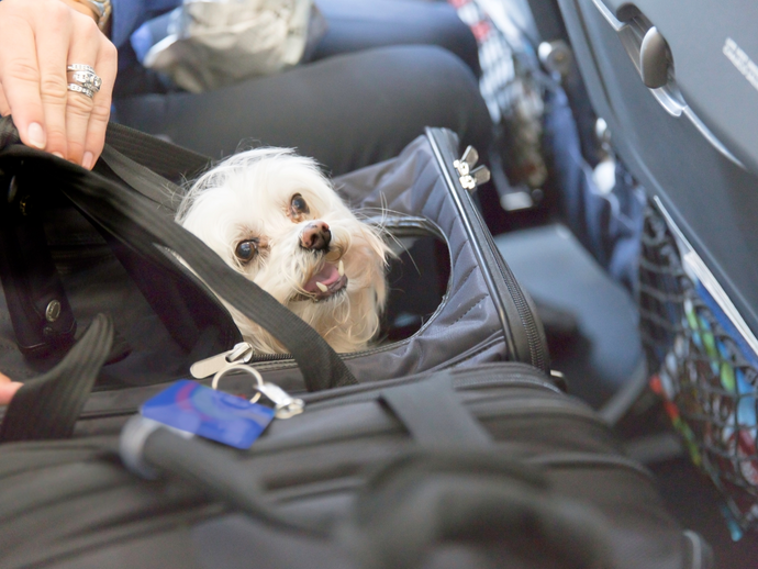 How to Travel with Your Dog on a Plane