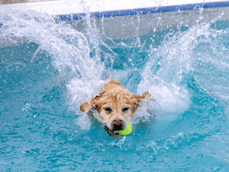 Tips On Ensuring Swimming Safety For Your Dogs