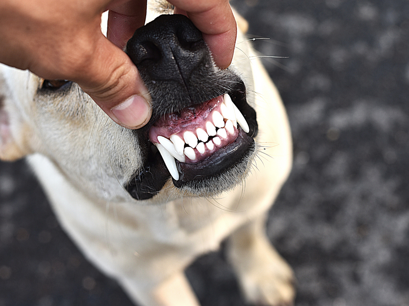 Dog Dental Hygiene: 6 Ways to Keep your Dog’s Teeth Clean