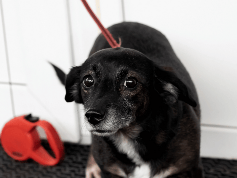 Understanding Anxiety in Dogs and How To Prevent And Treat It