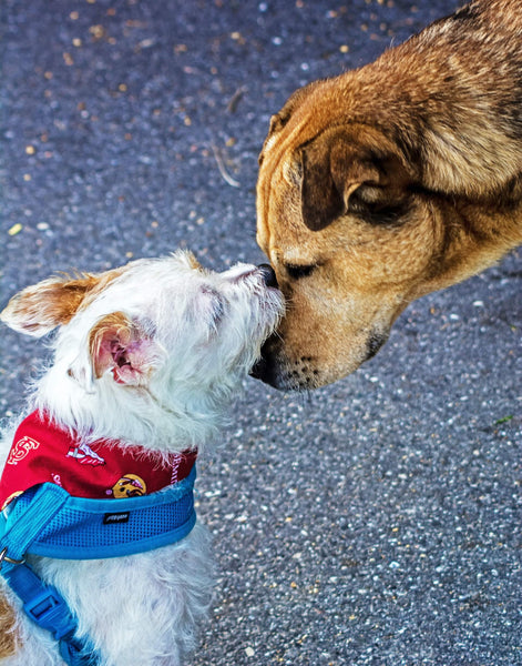 3 Ways Your Dog Benefits From Socializing